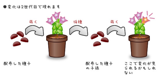 変化アサガオの育て方