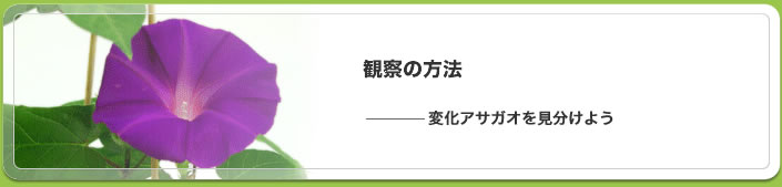 変化アサガオの観察方法