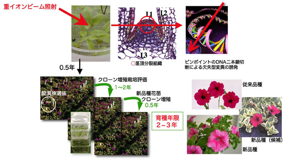 植物への重イオンビーム照射のイメージ図。重イオンビームを植物に照射しそこから変異株を採取。その後クローン増殖栽培評価を行いながら2〜3年かけて育種する。ビームは茎頂分裂組織に照射することによりDNAの二重螺旋を切断し変異株を誘発する。