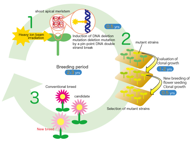 Image diagram of heavy ion beam irradiation to plants