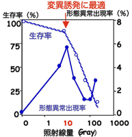 ビーム照射料と変異率の相関グラフ
