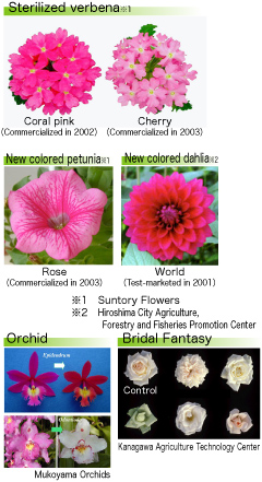 Example of practical application of flower ion beam breeding