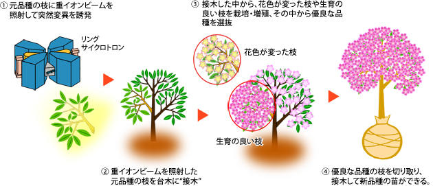 重イオン桜の作り方図