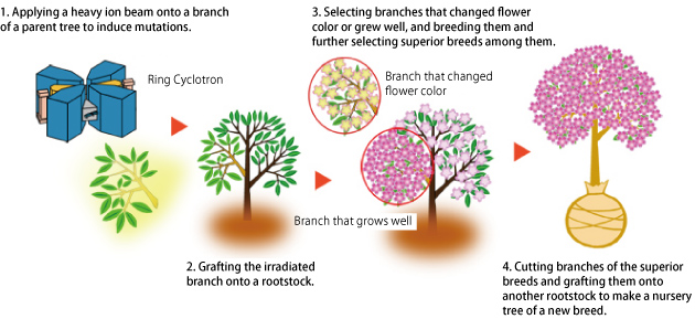 Image diagram of how to make heavy ion cherry blossoms