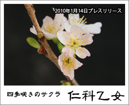 四季咲きの桜「仁科乙女」