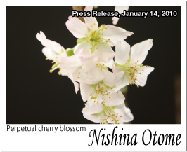 Perpetual cherry blossom "Nishina Otome"