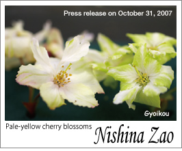 Pale-yellow cherry blossoms "Nishina Zao"