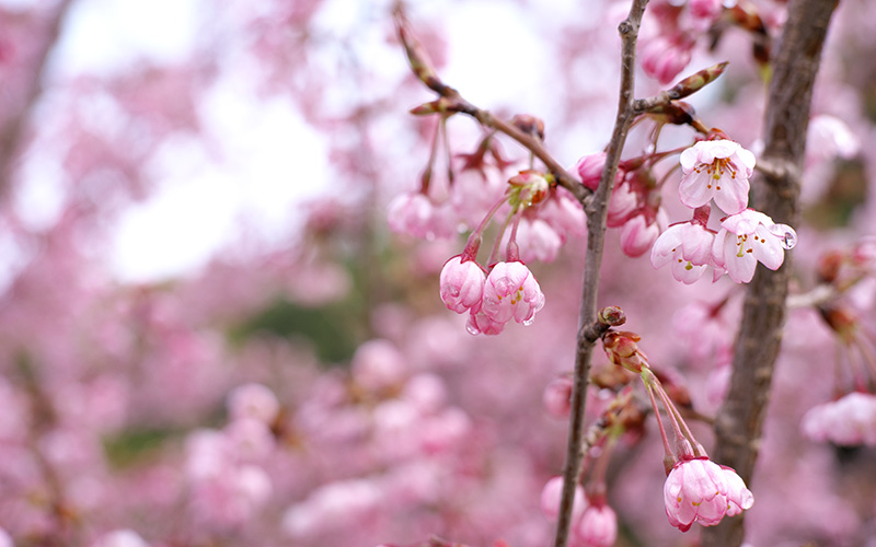 “Nishina Komachi” taken by Dr. Nishi. This new breed of cherry blossom was created using the accelerator at the Nishina Center.